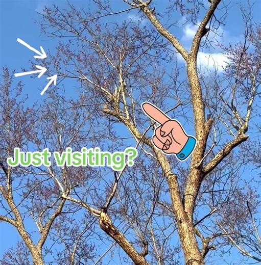 Look to the sky!!!!#anxiety #galaxy #aliens #awakening #signs