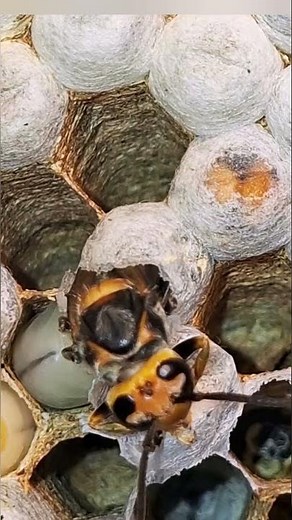 🐝 Bee bites through the hive to emerge as an adult! 🌿✨