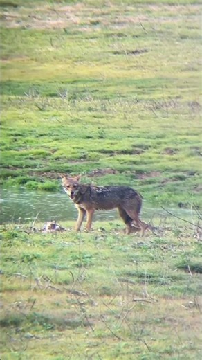 Golden Jackal’s Brutal Bunny Feast! Sri Lanka’s Wild Hunt Caught on Camera.
