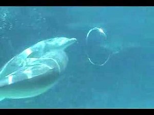 Dolphins Blow Bubble Rings