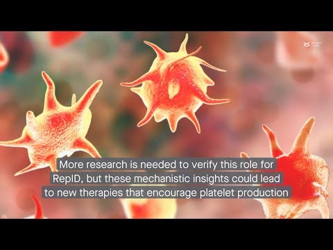 How RepID shapes gene expression in differentiating platelet precursor cells