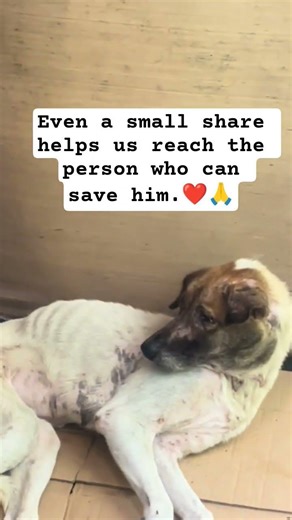 He’s skin and bones, but he hasn't given up yet. Can we be the miracle Hope is waiting for? 😭💔