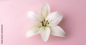 Timelapse of lily flower blooming on pink background