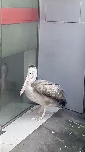 Pelican Up Close! 🦩 Amazing Bird You Must See