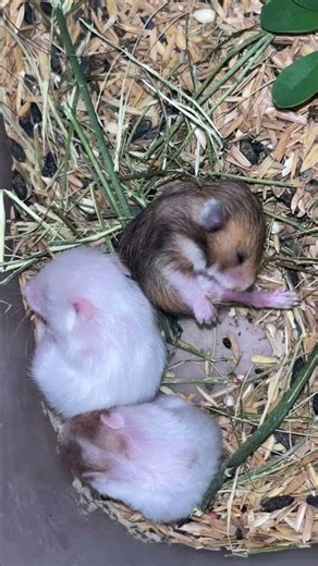 Too Many Baby Hamsters 😭🐹 (Eating & Cleaning Chaos!)