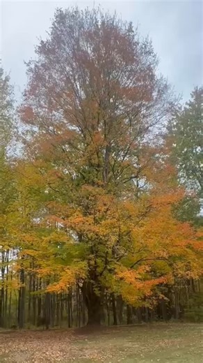 Reflection is a powerful reset. It’s the moment we step back, quiet the noise, and allow ourselves to simply be. For me, prayer and reflection are how I reconnect. How I ground myself in the present and find clarity. Our minds, bodies, and souls need this pause. We weren’t built to run full throttle every hour of every day. Believe me, I’ve tried, and it’s not sustainable. Slowing down isn’t weakness, it’s wisdom. #prayer #mindful #relaxation | Driscoll Chiropractic