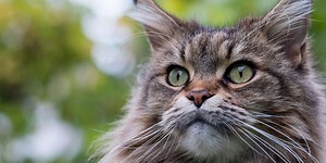 Could Your Cat Have Congestive Heart Failure?