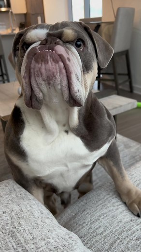 Sounds about right … #englishbulldog #dog #viral #fyp #attitude #attention #hello #trending