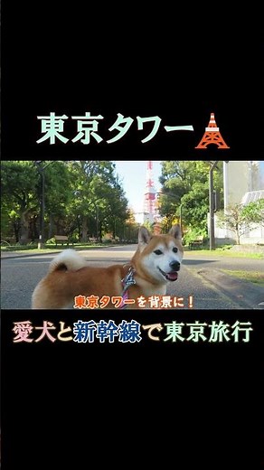 愛犬と念願の新幹線での東京旅行 A trip to Tokyo by Shinkansen with my dog: Tokyo Tower