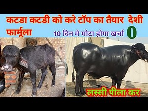 Make Katda Katdi thick and strong in just 5 days 👌 Free formula on how to prepare Katda Katdi