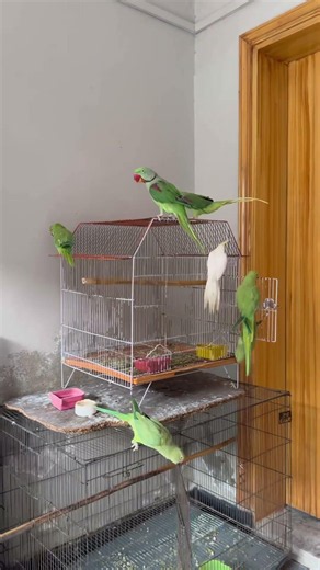 Parrot sounds episode 9 #talkingparot #parrot #birds #greencolor