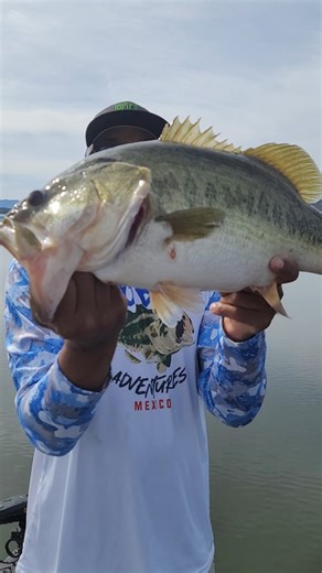 Pro Bass Adventures on Instagram: "The bossman smashing the Pro Bass Lake Baccarac toads with that man @gradycodd 🔨 It's crazy how these fish have been reacting to the @growdesignworks flag 255. It's like Crack to these Baccarac monsters! We have a fleet of fully loaded bass boats at Lake Baccarac! @rangerboats , @champion.boats , @stratosboats all equipped with Ultrex Quest trolling motors, lithium batteries, 16" Garmin and Lowrance units, down and side imaging, and Livescope Plus /ActiveTarge