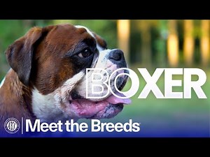 Why the Boxer Is One of the Most Expressive Breeds | AKC Meet the Breeds