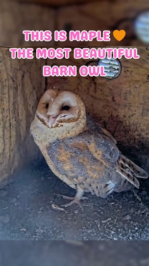 Meet Maple 🧡 Our new resident female barn owl, and truly one of the most beautiful barn owls we’ve ever seen 🥹 She’s so golden and perfectly spotty 😍 We’re absolutely obsessed with her! She’s settling nicely into the RBO villa alongside her mate, Dash, and we’re so excited to watch their journey unfold 🦉🍁💞 #matingowls #barnowls #wildlifecam
