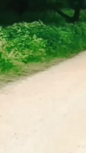 The cheetah attacks the dog. Watch how the dog did it | Beauty of Nature