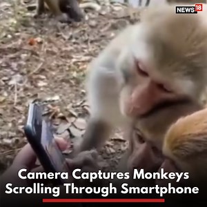 Monkeys are we way more smarter than we had thought. This video is proof! This adorable video was shared by none other than Union Minister Kiren Rijiju. "Look at the success of digital literacy awareness reaching an unbelievable level!," he said #Animals #CuteAnimals #FunnyAnimals #AnimalVideos #Smartphone #Monkeys #ViralVideo #TrendingVideo | News18