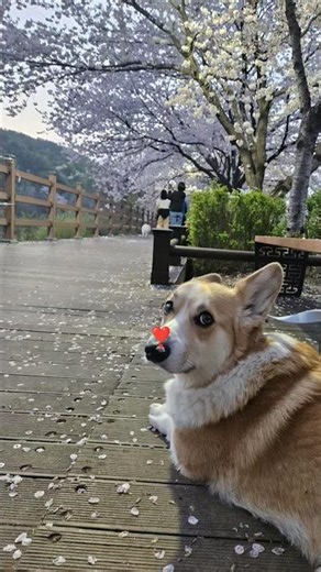 A dog walking around with flower petals stuck to its nose