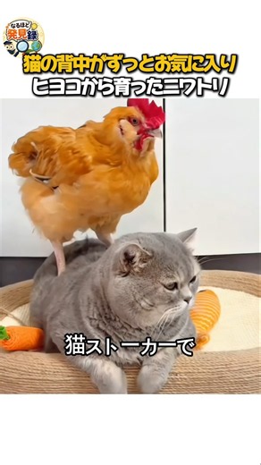 ヒヨコの頃から猫だけを追いかけて大きくなっても離れないニワトリ