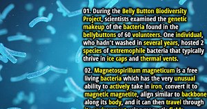 25 Interesting Facts about Bacteria - Fact Republic