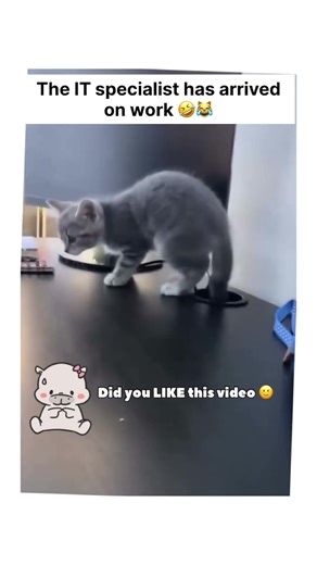The cutest office glitch you'll ever see 🖥️🐈 #shorts #cats #kitten #funnycats #cuteanimals #catlover