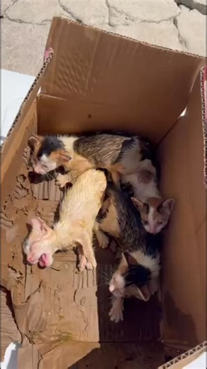 毛守救援｜義工｜領養｜暫託｜流浪動物｜獸醫診所 on Instagram: "11/9 16:19 update: 感謝大家一呼百應，四隻奶貓已經搵到經驗暫託接手，再次感激大家幫忙及分享，待奶貓情況穩定後，會更新情況。Thank you for everyone’s support, the 4 kittens have found experienced fosters. We will provide another update once the kittens have settled in. ——————————————————— 📣📣📣急尋·初生貓B奶媽📣📣📣 📣📣📣📣Urgently searching for newborn kittens’ fosters 📣📣📣📣 This afternoon, we found 4 newborn kittens that have been abandoned in a cardboard box in Yuen Long Shan Ha Tsuen. We believed that the kit