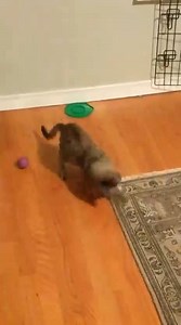 1.2K views · 16 reactions | Nala (A1048875) is a playful 8 month-old lady recovering from an upper respirartoty infection in a foster home and it looks like she's feeling a lot better! That means she will soon be ready to find her purrfect home! If you're interested in Nala or in fostering a pet like her, please email DASFoster@dallascityhall.com! | Dallas Animal Services and Adoption Center | Facebook