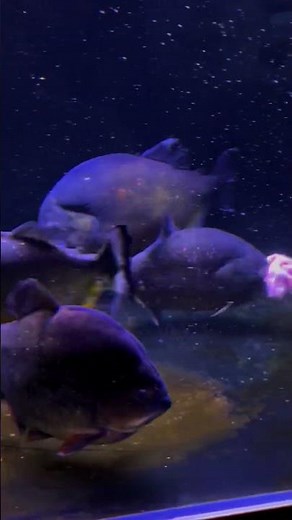 Piranha feeding on Big Fat Pork Meat