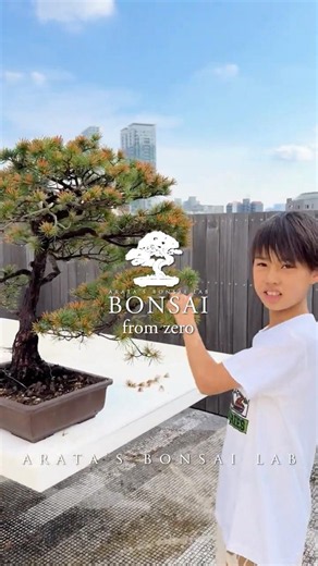 Can This Burned Japanese White Pine Recover? | Bonsai Rescue Challenge #bonsai #bonsaifromzero