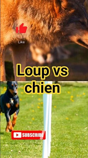 Wolf vs Dog: 5 Shocking Differences!