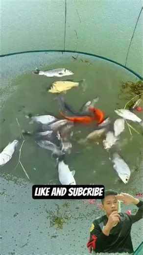 trapping fish using a net #fishing #fish #mancing