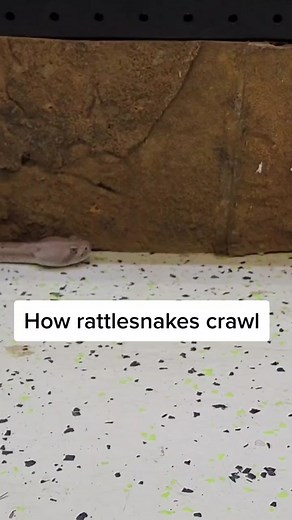 Rattlesnakes use rectilinear locomotion to move forward! They're rib bones, which are connected to their skin, move in unison like a millipede's legs.