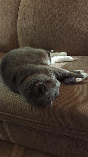 Day 276: Earning Money with My Old Grumpy Cat on YouTube😺🐾 #shorts #shortsfeed#cats#catshorts#pets