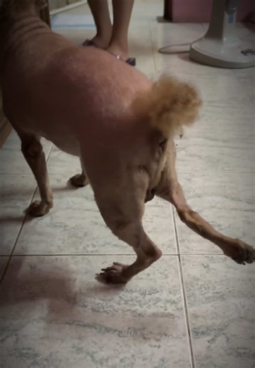 Chăm sóc sức khoẻ cho chó Poodle với trượt xương bánh chè