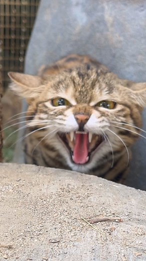 376K views · 10K reactions | Black-footed cat hissy fit  | San Diego Zoo Safari Park | Facebook