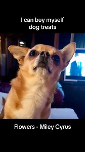 511K views · 36K reactions | All I need is ME! #miley #grammy #grammys #flowers #parody #winner #mileycryus #comedy #dog #dogs #pup #pupper #chihuahuas #chihuahua #singingdogs #destinyschis #chihuahualove #chihuahualover #loveyourself #iloveme #me #chien #puppylove #doglife #hunde #hundeliebe #human #doglife #woof #doggie #pet | Destiny’s Chis | Facebook