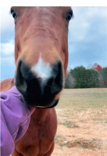 Exposure to anything and everything is key for teaching your grass puppy how to handle new things. #horsesoftiktok #tractor #desenitizingtraining #confidenthorse