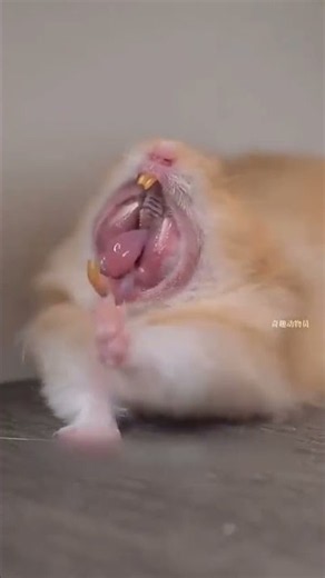 Meet the adorable Syrian hamster, also known as the Golden hamster! T #pets #hamster