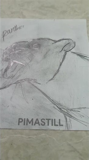 panther drawing Siddhu 💐🍫🎉💐💐💐💐💐💐