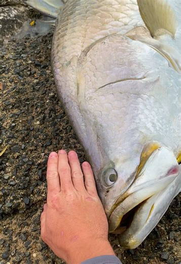 Catch Bigger Barramundi: Expert Fishing Tips and Techniques