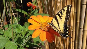Mexican Sunflower is coming into full bloom in our garden. The butterflies and hummingbirds love this amazing nectar source! | Butterfly Encounters