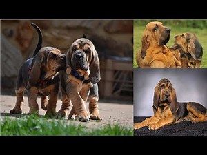 top Funny Bloodhound Videos