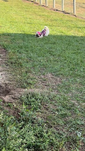 23 reactions · 12 comments | Well one of us likes the cold weather! #shihtzulovers #shihtzulovers #yetithefarmdog #farmdoglife @yetithefarmdog | Debbie Sothman Canton | Facebook