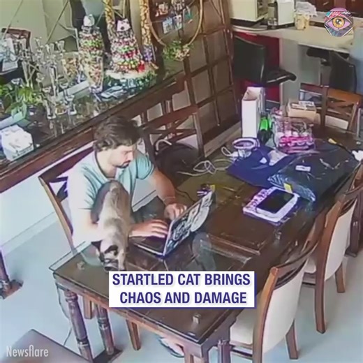 394K views · 938 reactions | Startled cat brings chaos and damage | Bright Side | Facebook