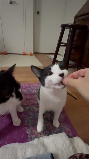Max and Ruby showing their high five trick!