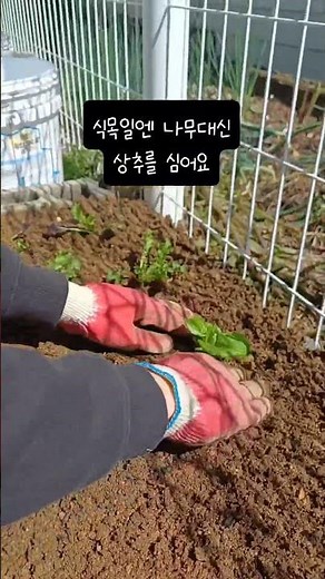 식목일엔 나무 대신 텃밭가꾸기 도전 #식목일4 #묘종심기 #시골살이 #텃밭가꾸기