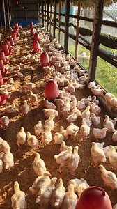 Morning begins on the farm🐥🐥 | Farming Life 2