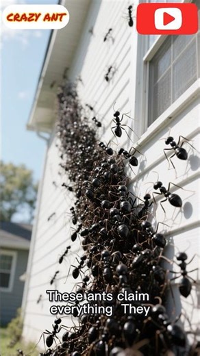 Crazy Ants Take Over Everything