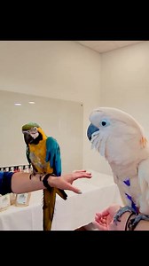 14K views · 821 reactions | Macaw is small compared to Moluccan Cockatoo. | Max the Moluccan | Facebook