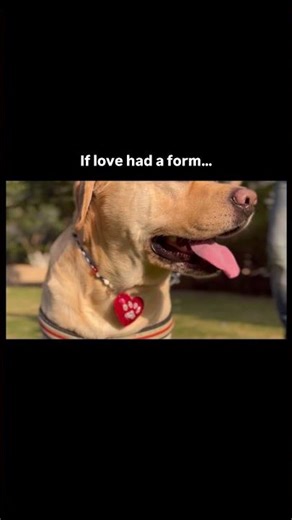 If Love Had a Form… 🐾💖