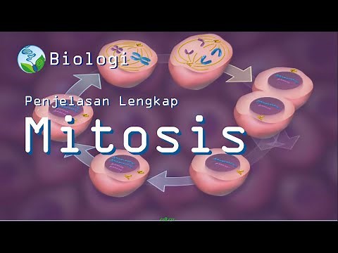 Mitosis Cell Division Process